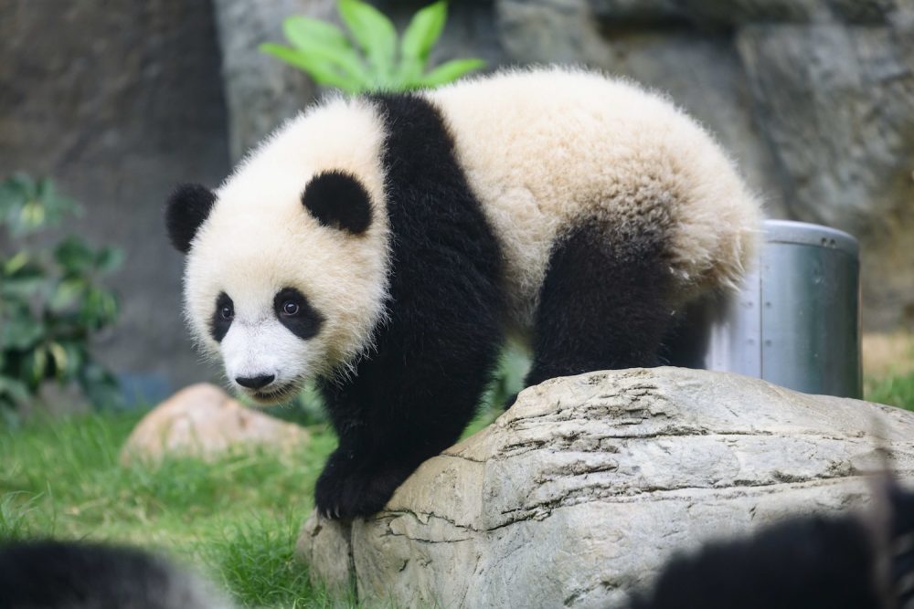 Jia Jia and De De